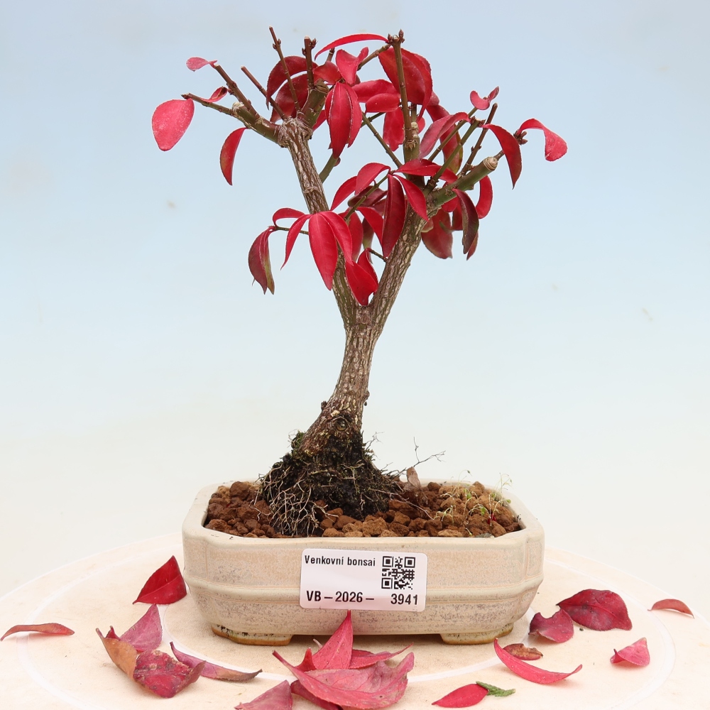 Bonsaï d'extérieur -  Euonymus alatus comactus  - fusain ailé
