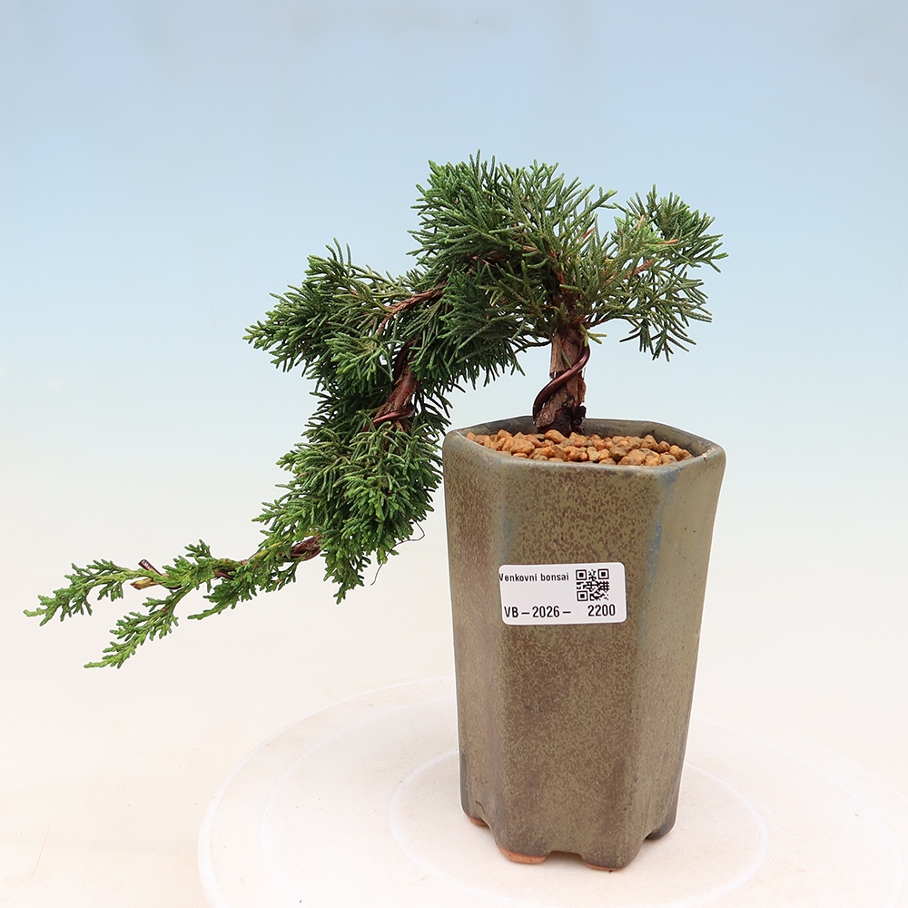 Bonsaï d'extérieur - Juniperus chinensis Kishu