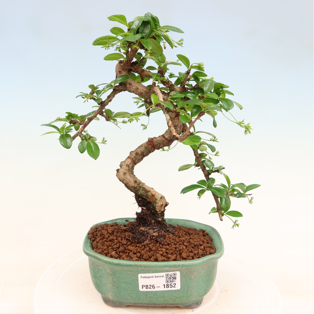 Bonsaï de chambre - Carmona macrophylla - Tea fuki