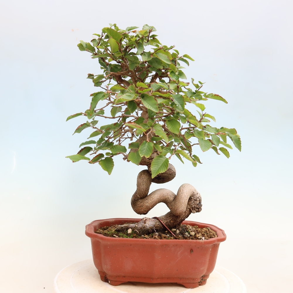 Bonsaï d'extérieur -Carpinus CARPINOIDES - Charme de Corée