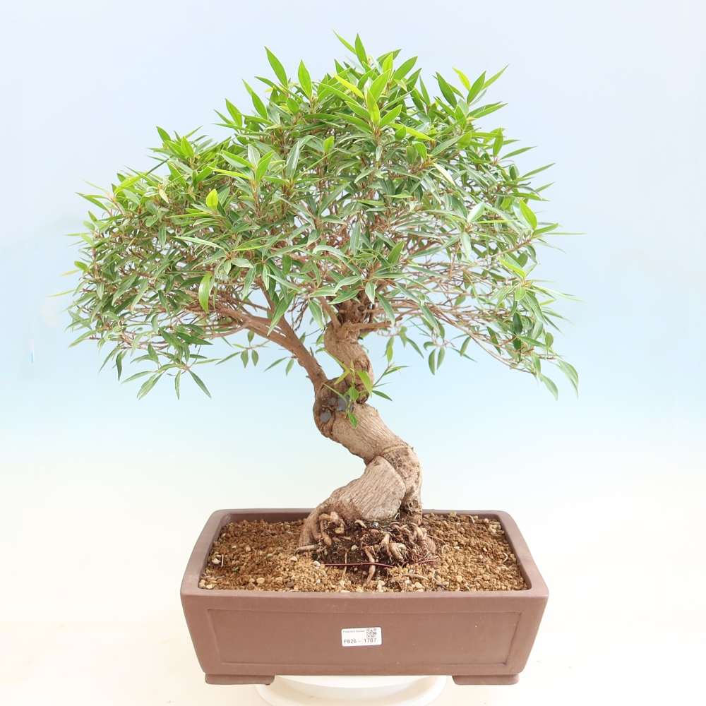 Salle bonsaï - Ficus nerifolia - ficus à petites feuilles