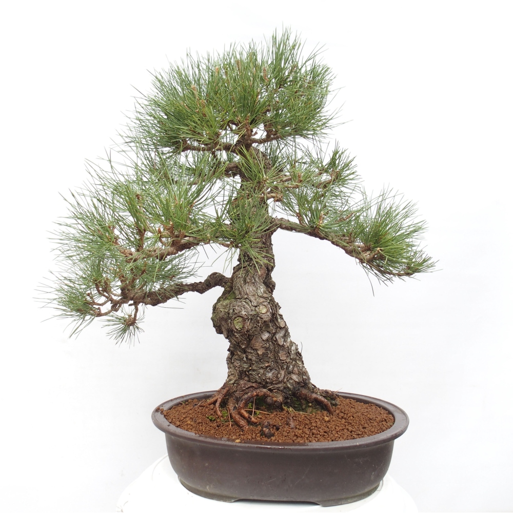 Bonsaï d'extérieur - Pinus thunbergii - Pin de Thunberg