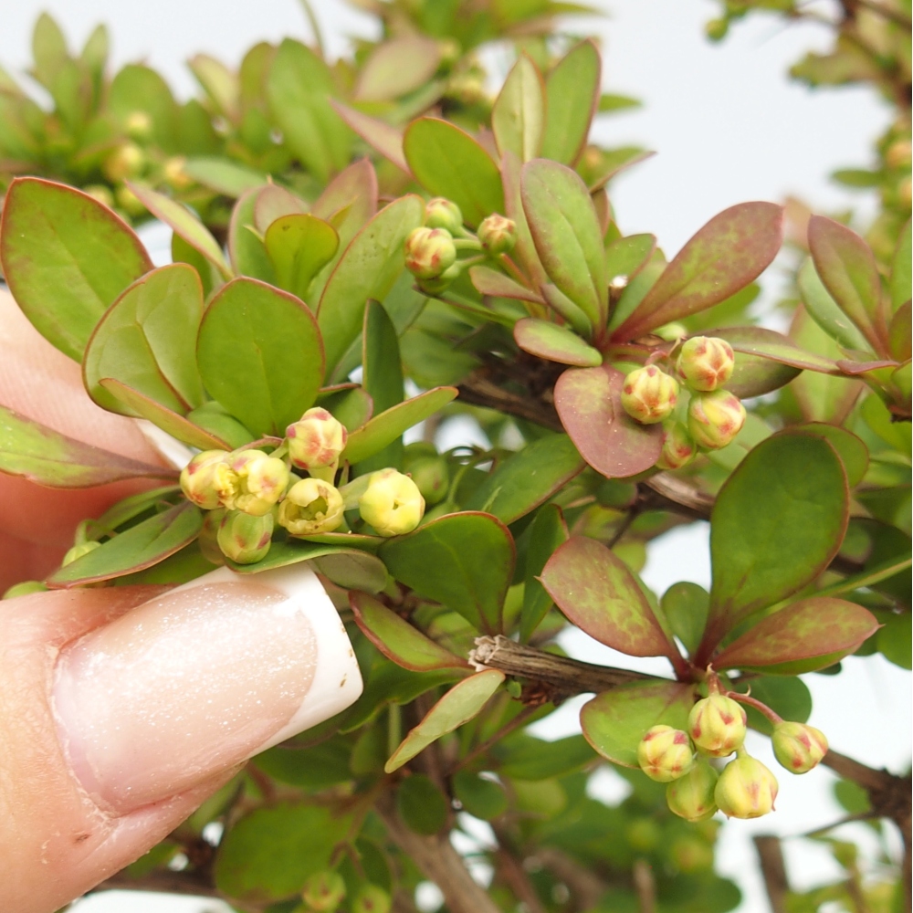 Bonsaï d'extérieur - Berberis coreana
