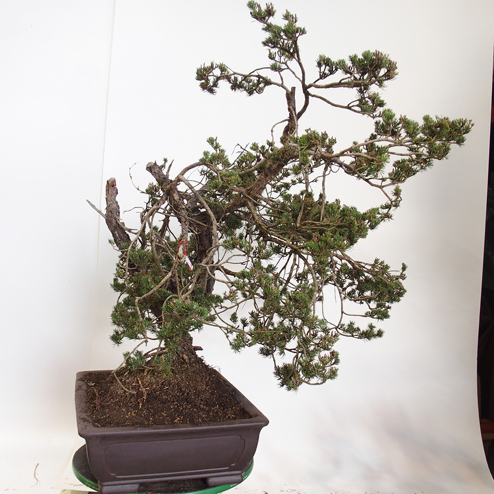 Yamadori - Pinus sylvestris Espagne