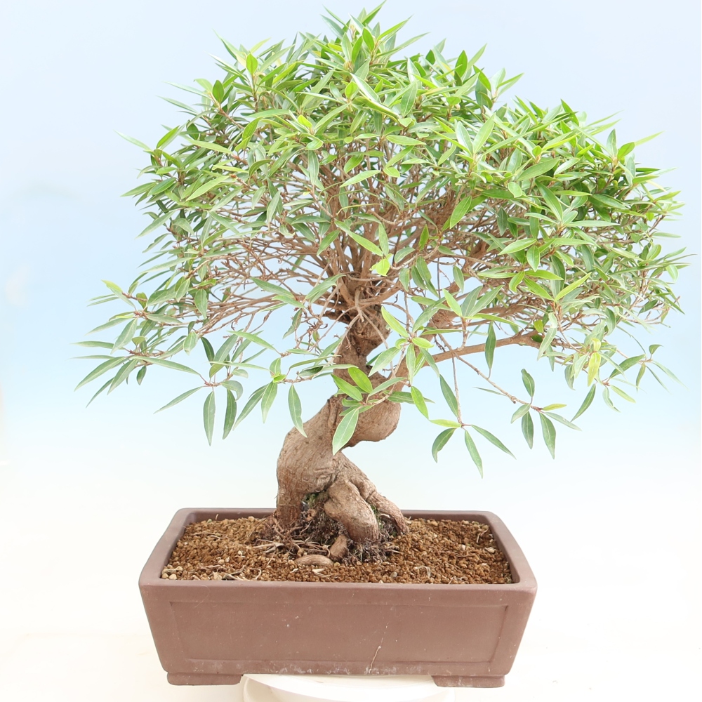 Salle bonsaï - Ficus nerifolia - ficus à petites feuilles