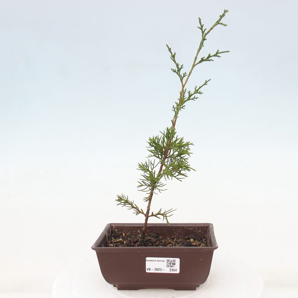 Bonsaï d'extérieur - Juniperus chinensis Itoigawa
