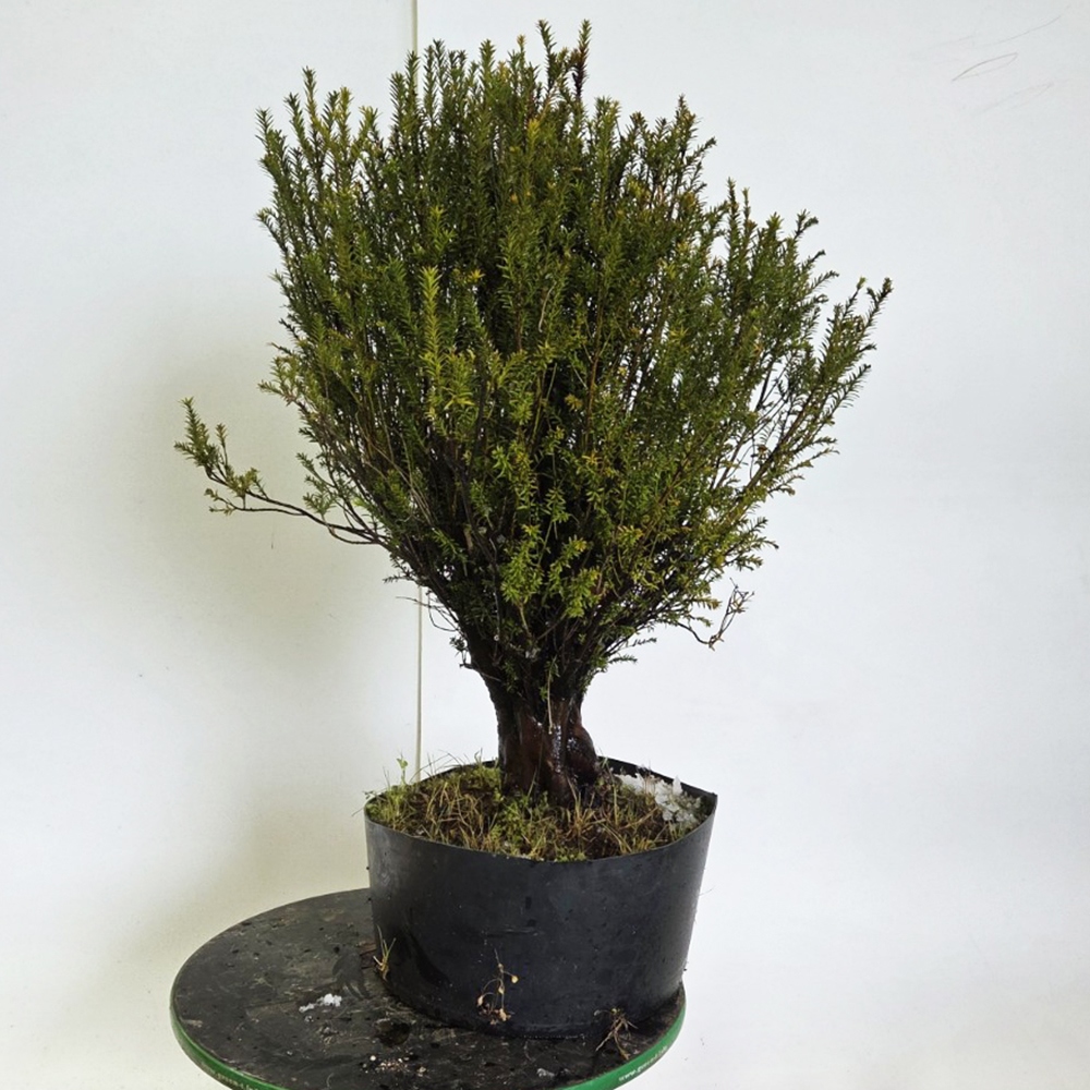 Bonsaï d'extérieur If japonais - Taxus cuspidata