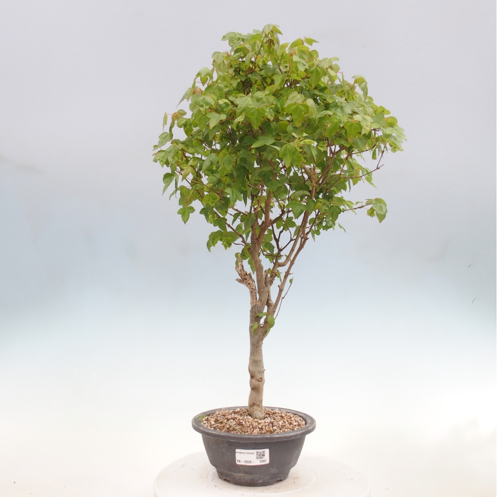 Bonsaï d'extérieur - Acer Buergerianum - Burger Maple