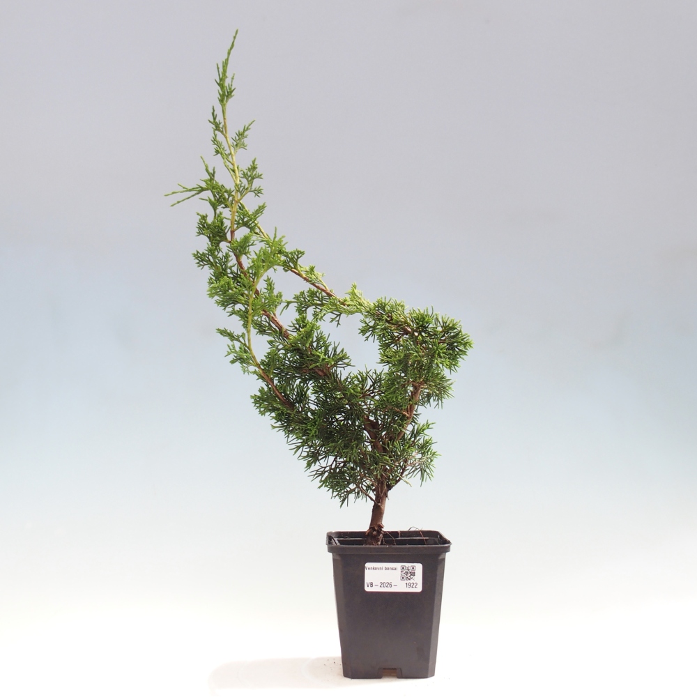 Bonsaï d'extérieur - Juniperus chinensis Itoigawa