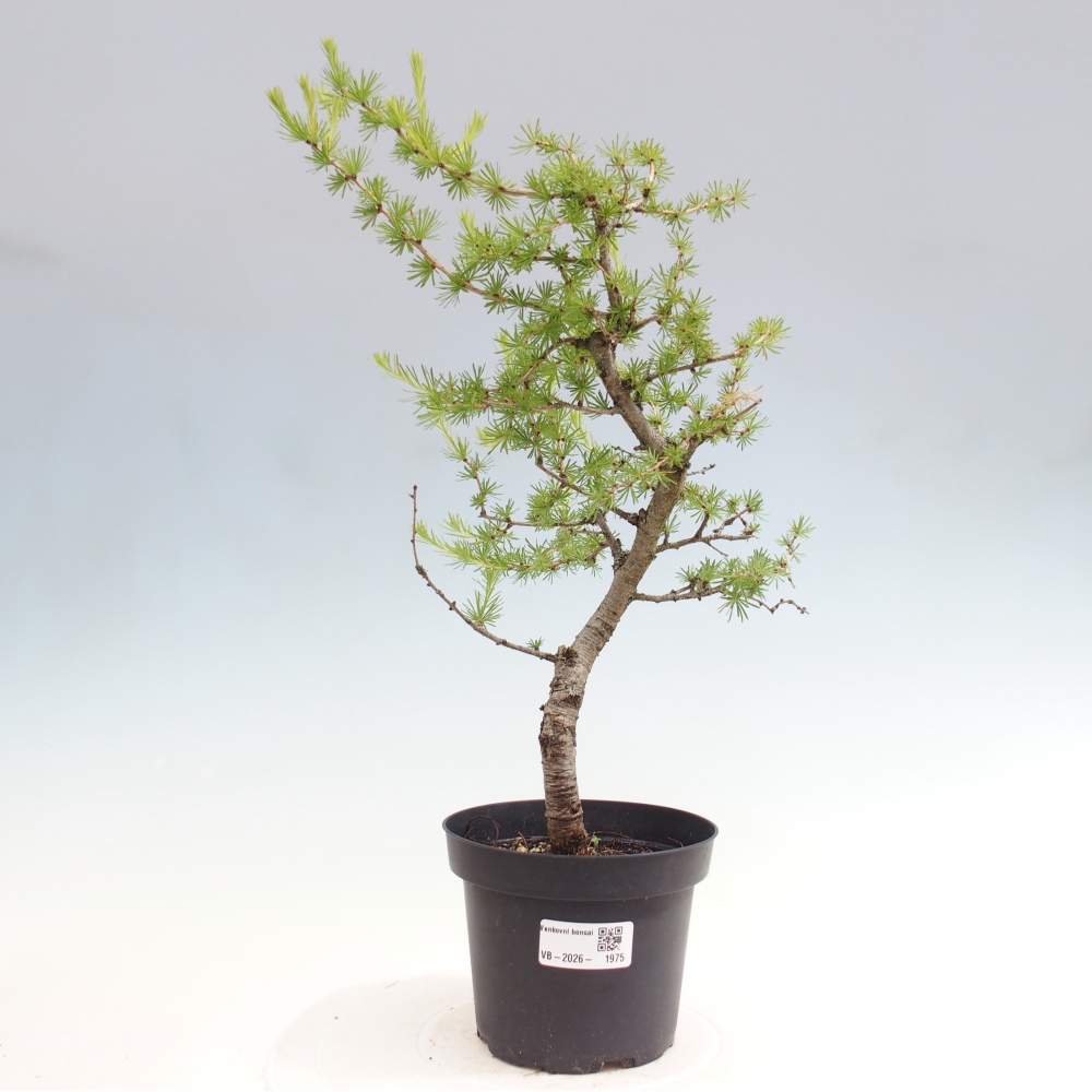 Bonsaï d'extérieur -Larix decidua - Mélèze