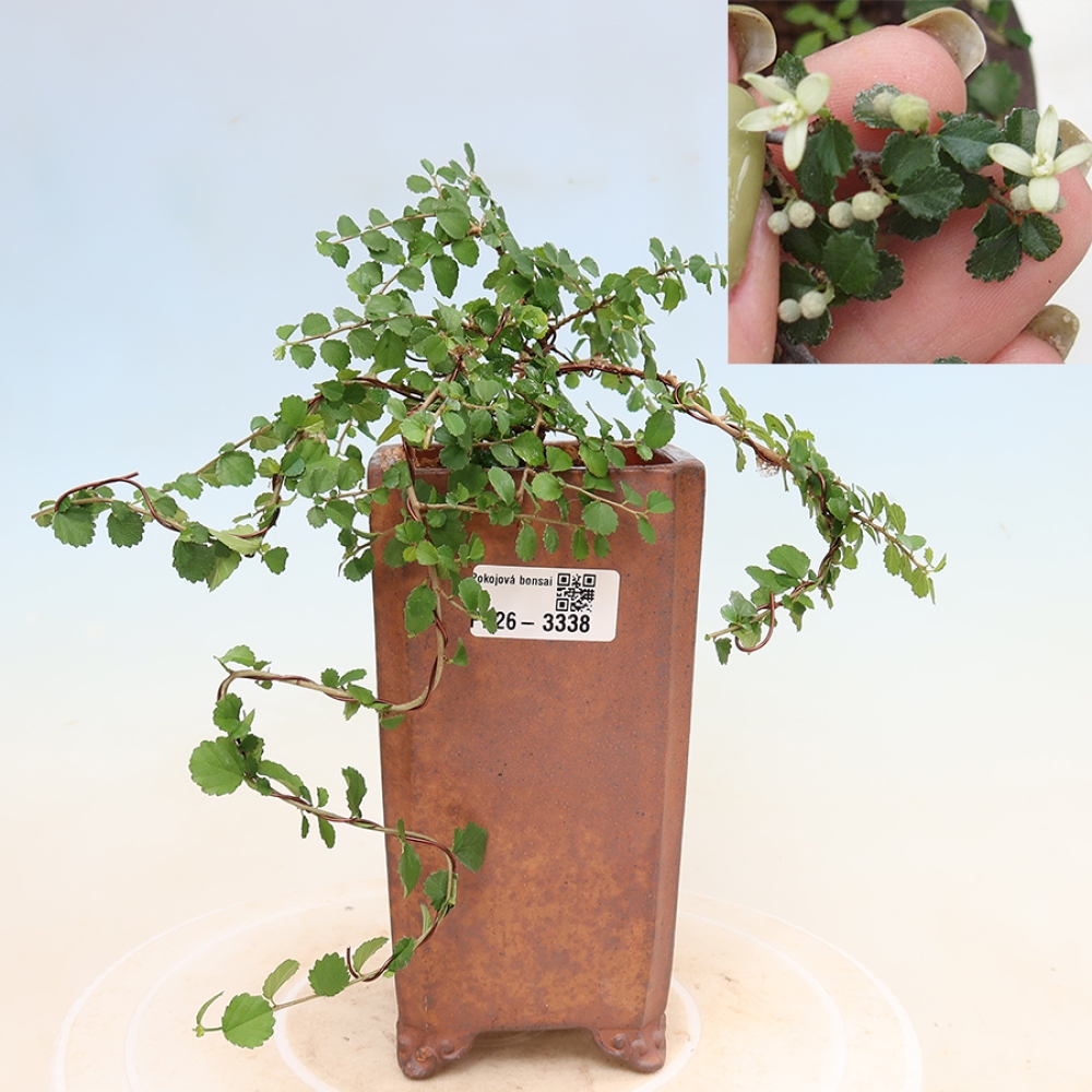 Bonsaï de chambre - Grewia sp. - Grewia malafolia