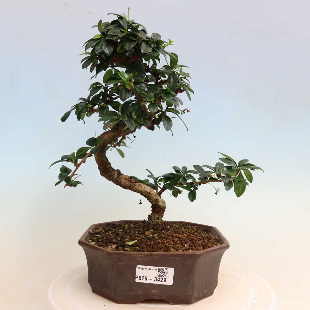 Bonsaï de chambre - Carmona macrophylla - Tea fuki