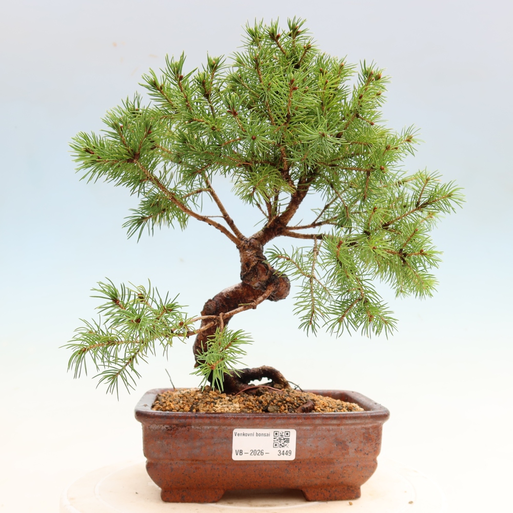 Bonsaï d'extérieur - Épicéa glauque - Picea glauca globe