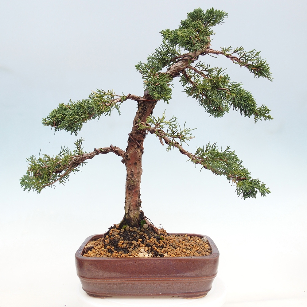 Bonsaï d'extérieur - Juniperus chinensis Kishu