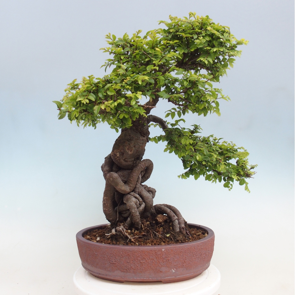 Bonsaï d'extérieur - Ulmus parvifolia Hokkaido - Orme de Chine