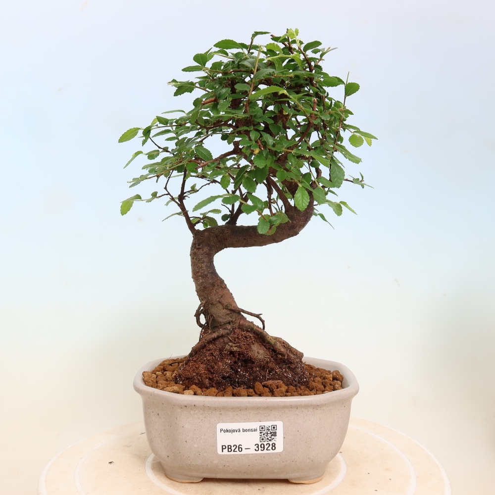 Bonsaï de chambre - Ulmus parvifolia - Orme à petites feuilles
