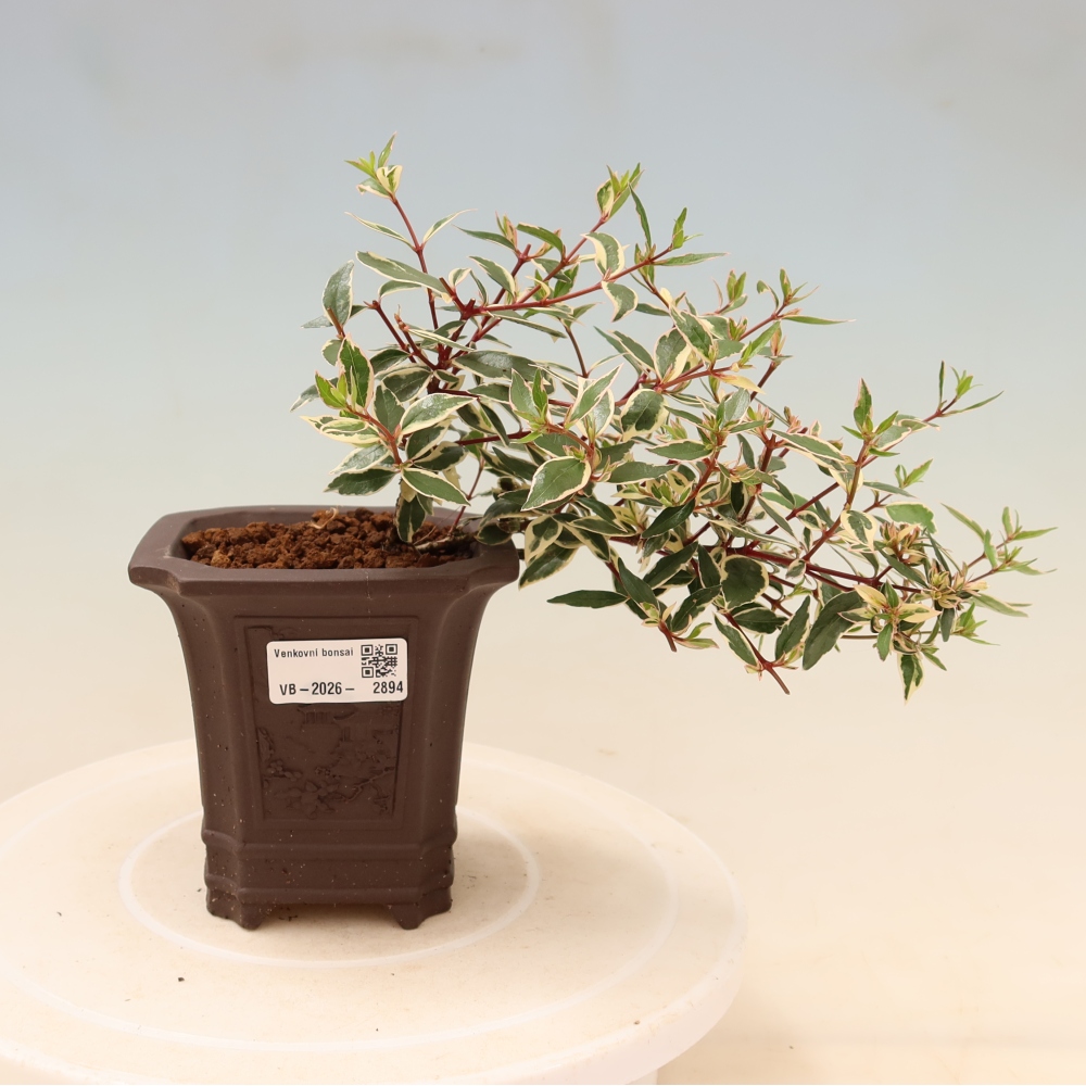 Bonsaï d'extérieur - Abelia gr. Confetti - Abélie à grandes fleurs