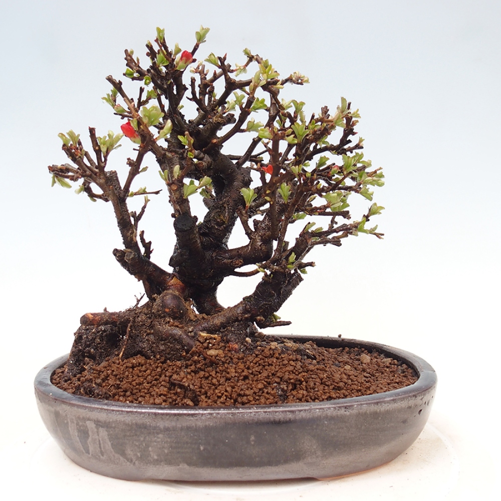 Bonsaï d'extérieur - Chaneomeles speciosa - Coing