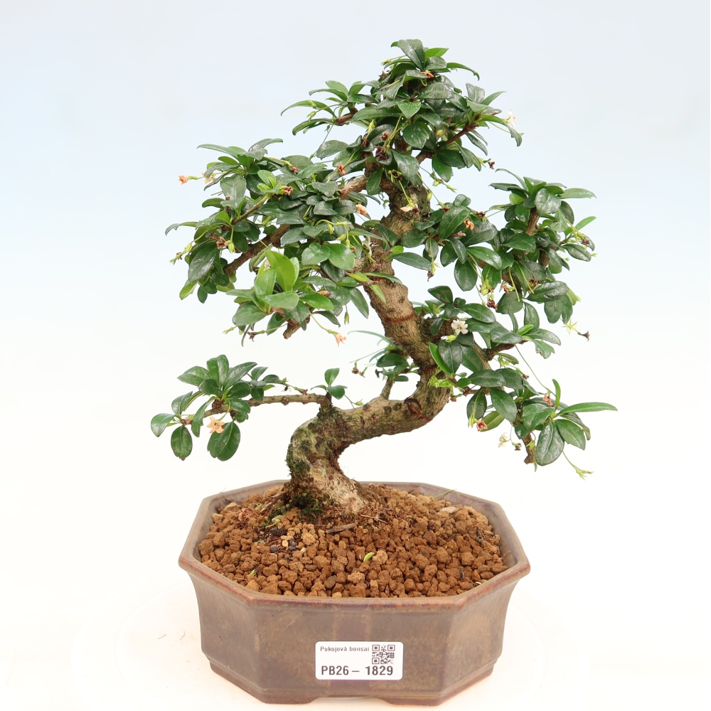 Bonsaï de chambre - Carmona macrophylla - Tea fuki