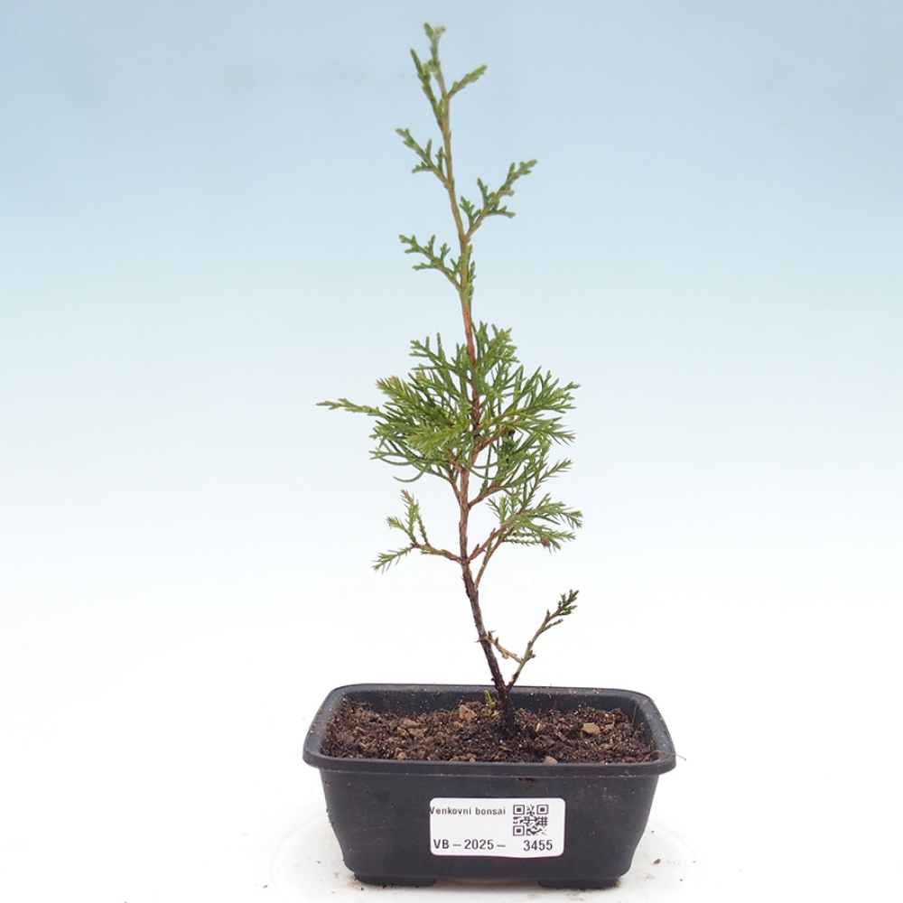 Bonsaï d'extérieur - Juniperus chinensis Itoigawa