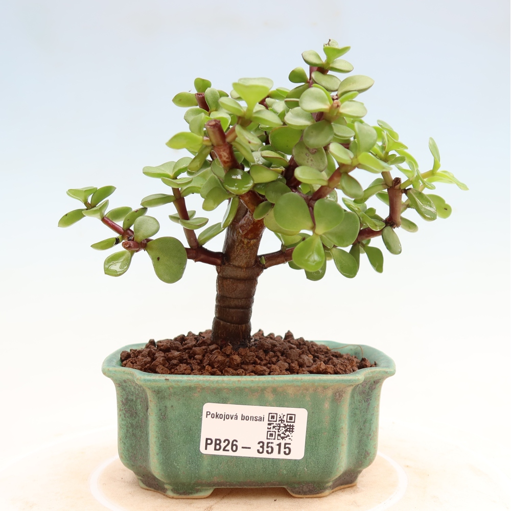 Bonsaï de chambre - Portulakaria Afra - Tlustice