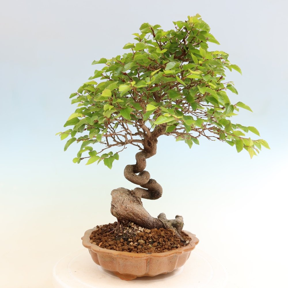Bonsaï d'extérieur -Carpinus Coreana - Charme de Corée