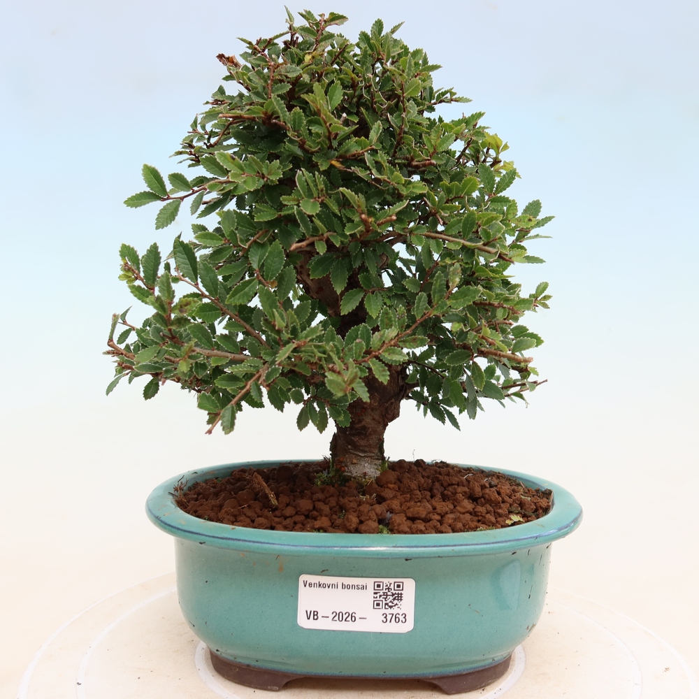 Bonsaï d'extérieur - Zelkova - Zelkova NIRE