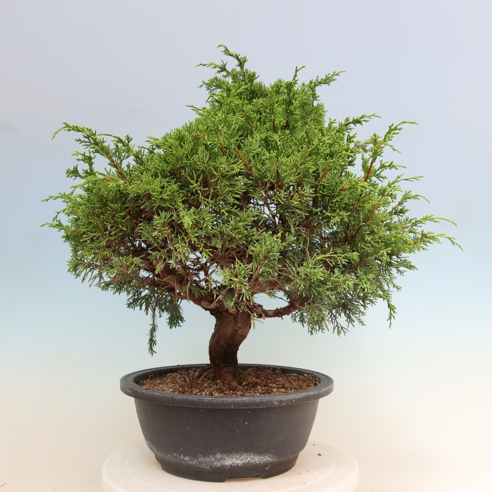 Bonsaï d'extérieur - Juniperus chinensis Itoigawa-Juniperus chinensis