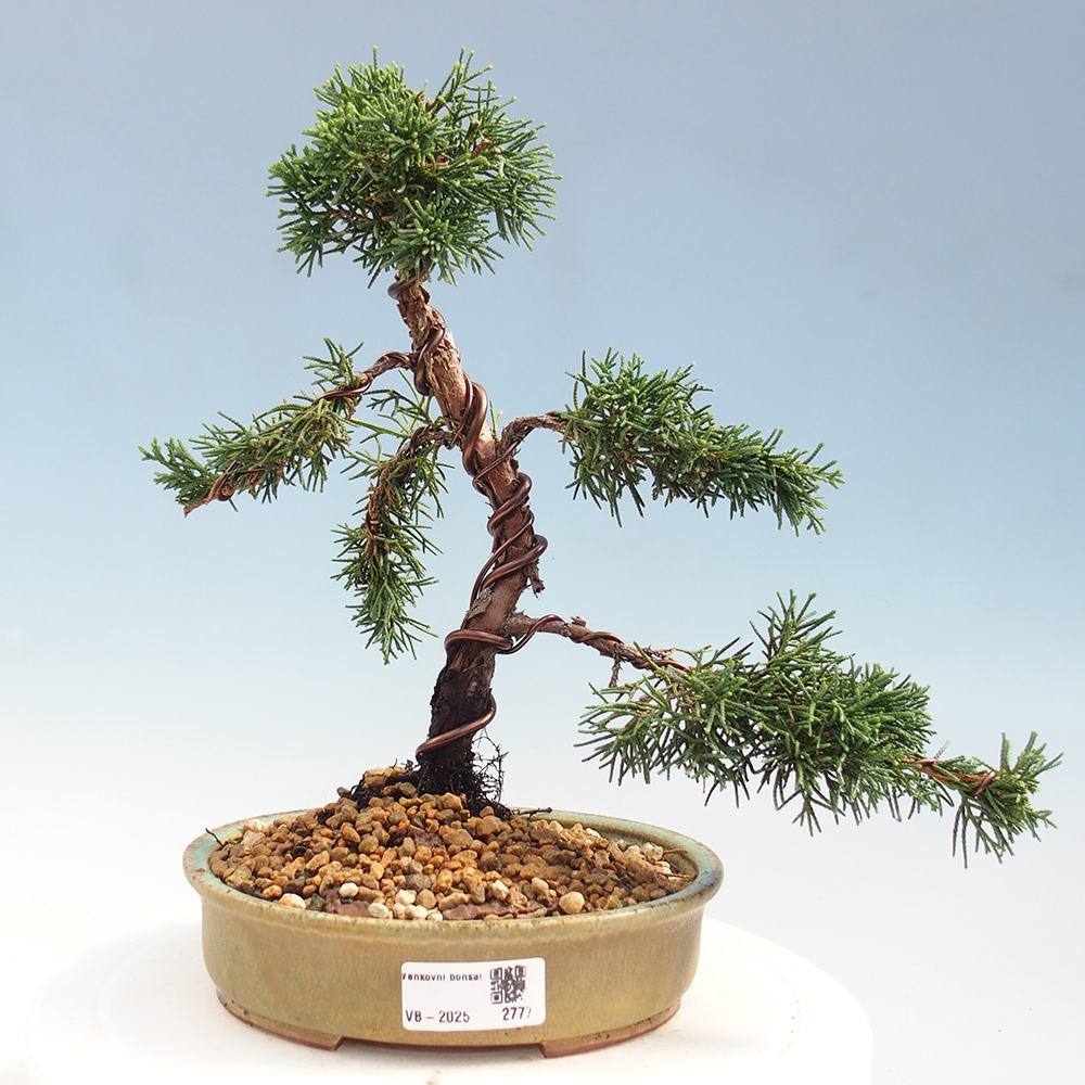 Bonsaï d'extérieur - Juniperus chinensis Kishu