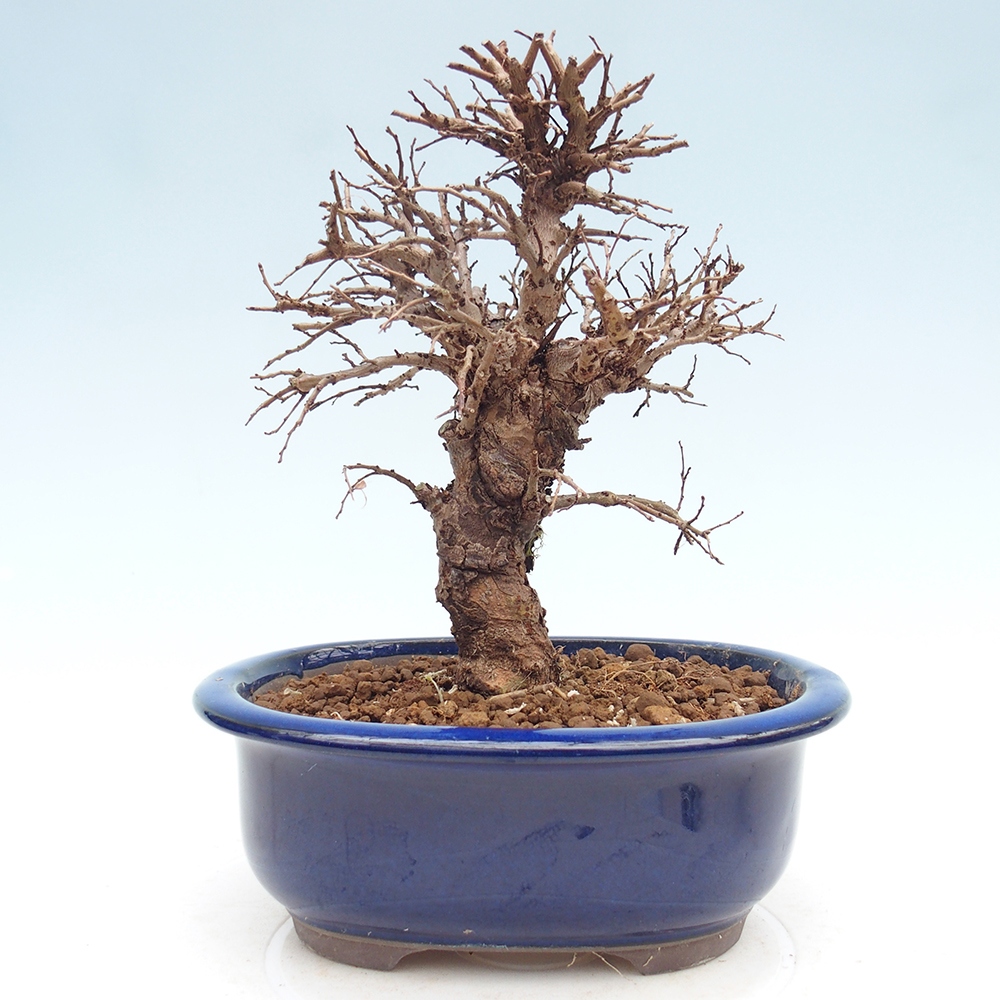 Bonsaï d'extérieur - Zelkova - Zelkova NIRE