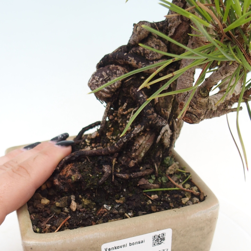 Bonsaï d'extérieur - Pinus thunbergii - Pin de Thunberg