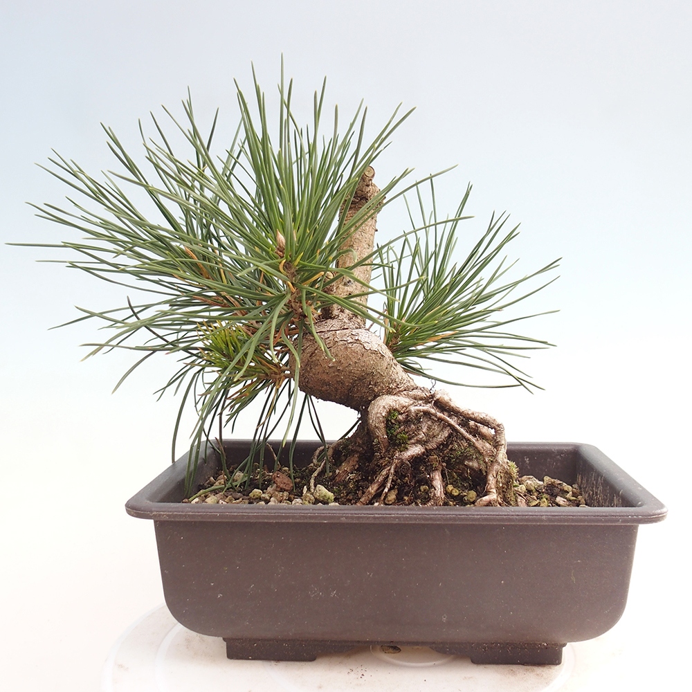 Bonsaï d'extérieur - Pinus thunbergii - Pin de Thunberg