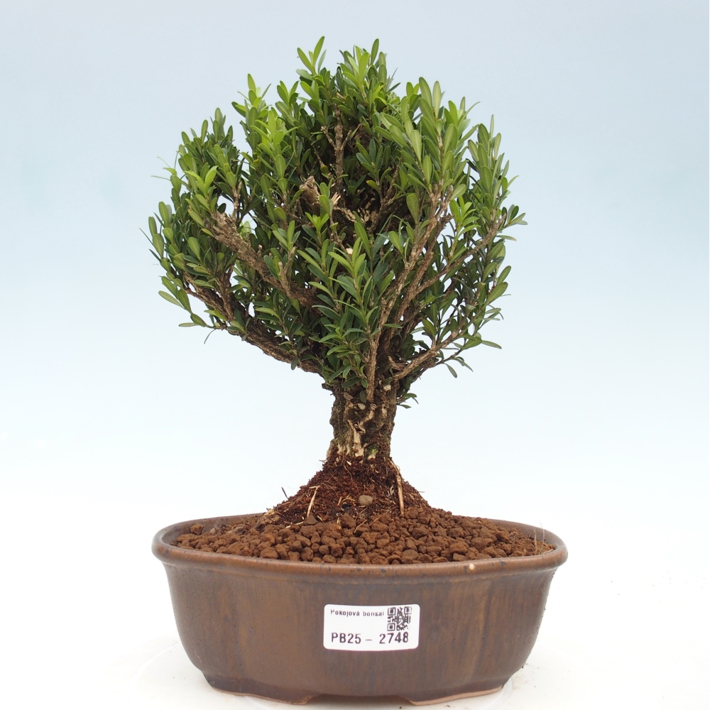 Bonsaï de chambre - Buxus harlandii - buxus liège