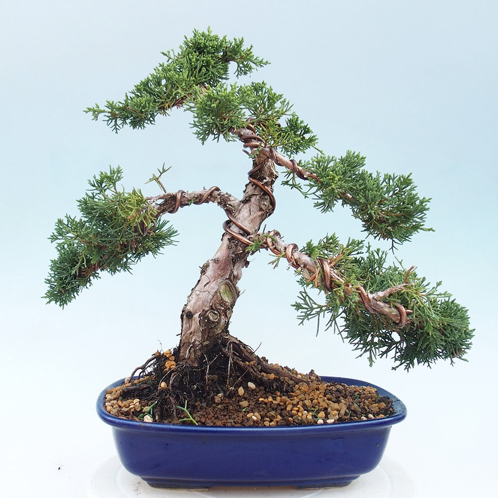 Bonsaï d'extérieur - Juniperus chinensis Kishu