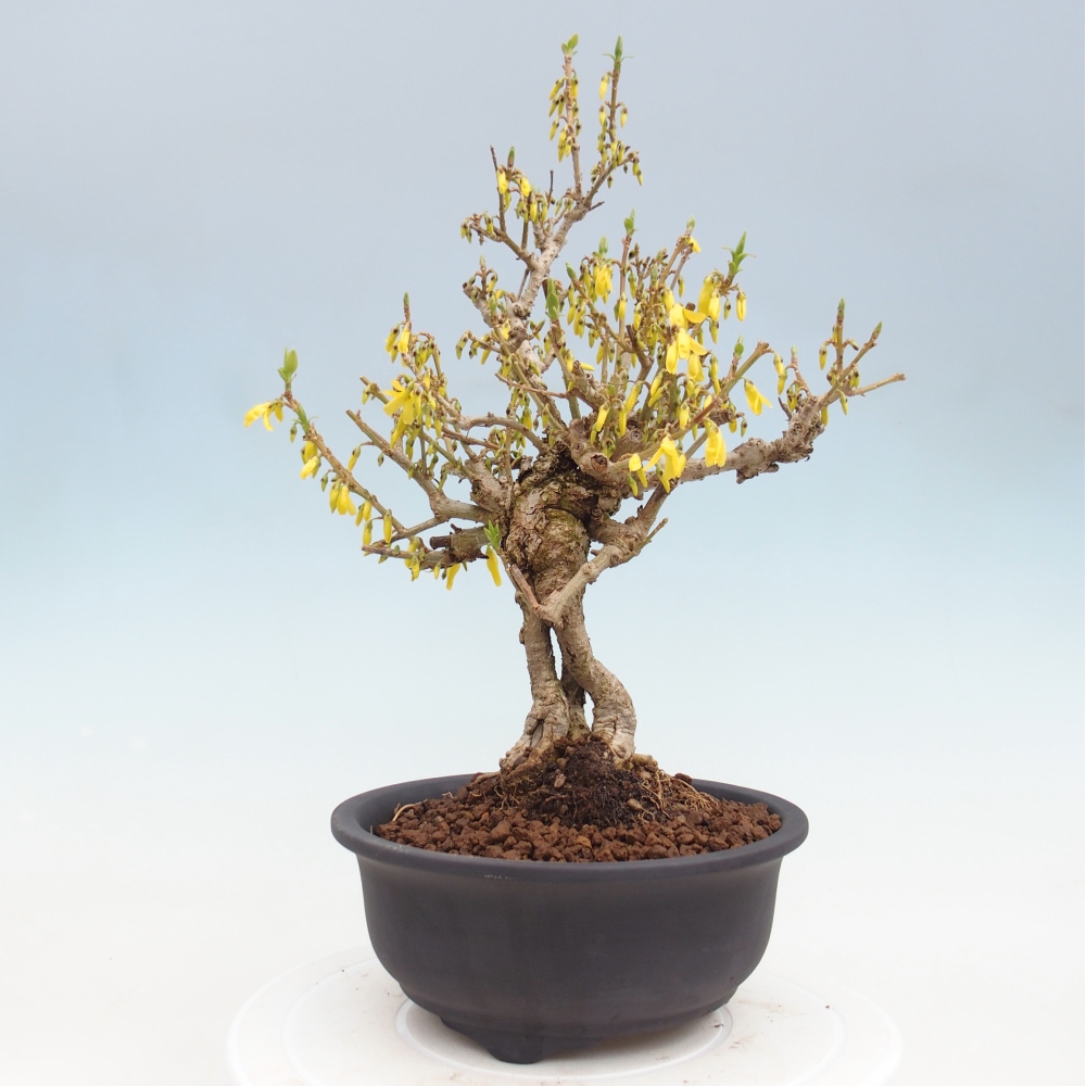 Bonsaï d'extérieur - Zlatice - Forsythia koreana