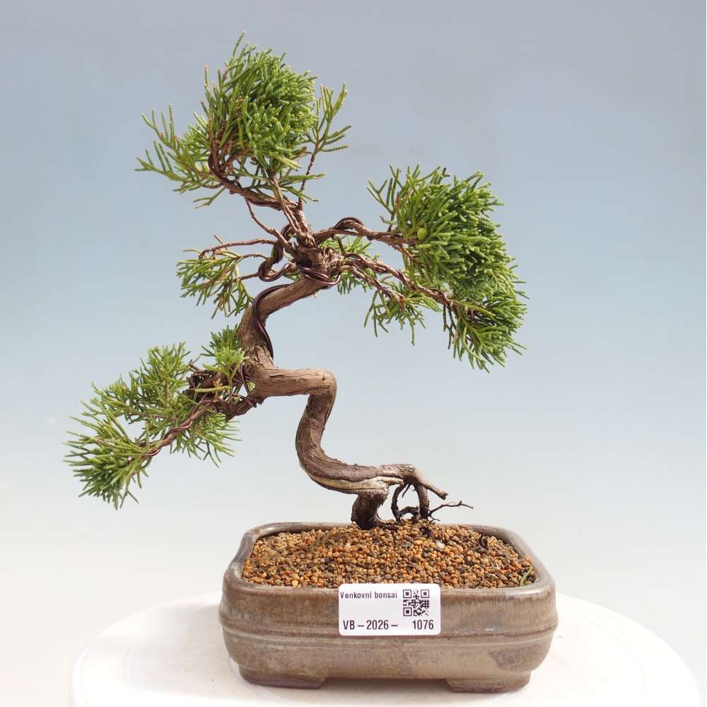 Bonsaï d'extérieur - Juniperus chinensis Kishu