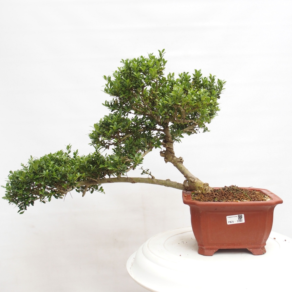 Bonsaï de chambre - Ilex crenata - Houx