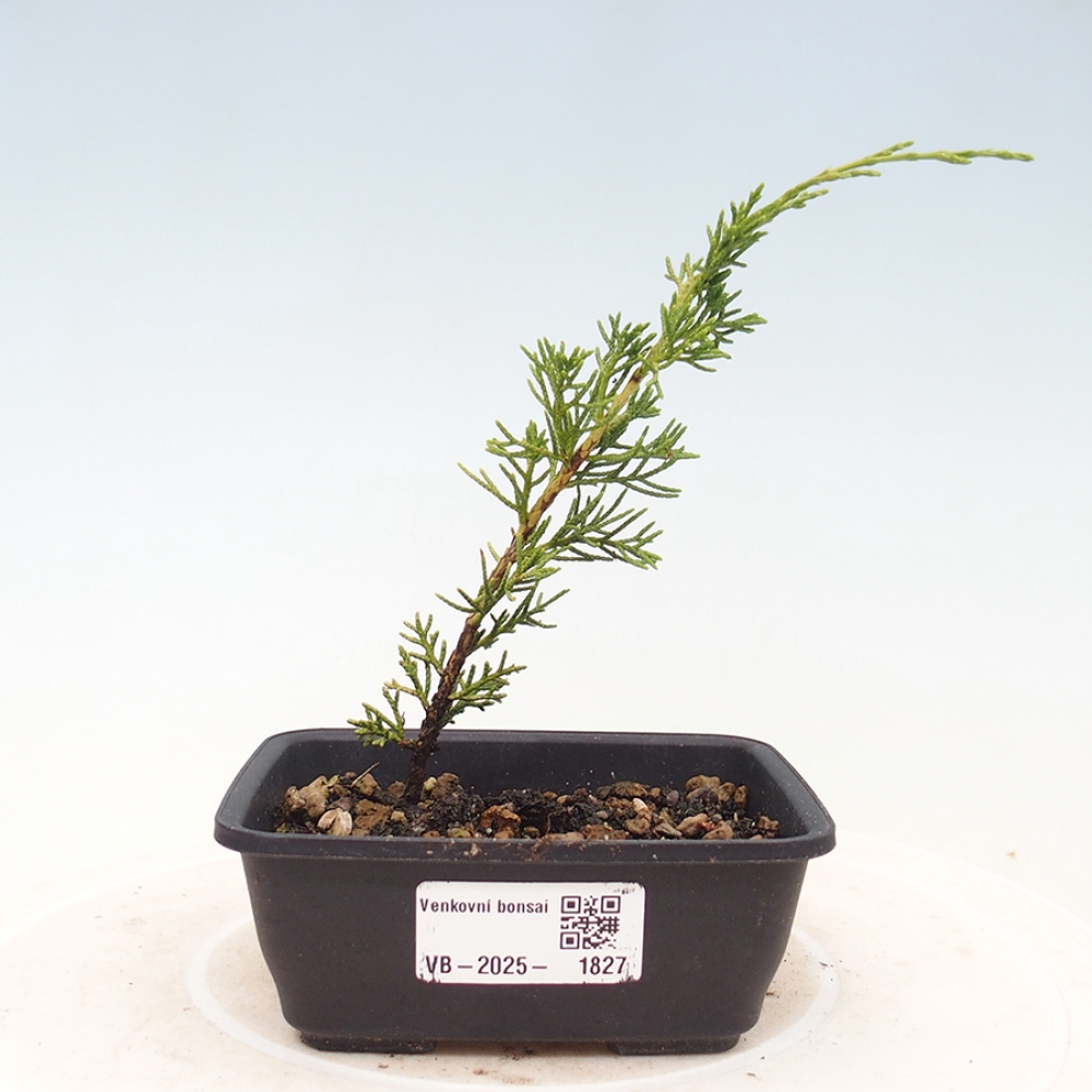 Bonsaï d'extérieur - Juniperus chinensis Itoigawa