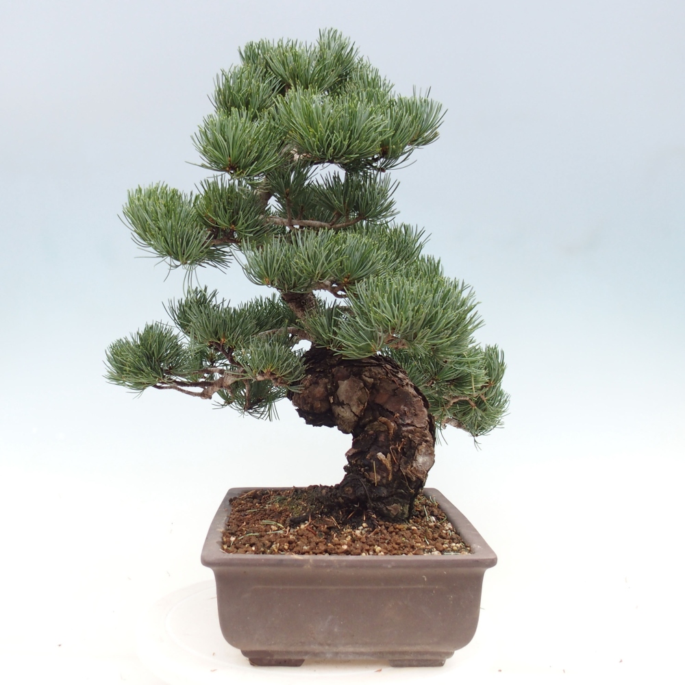 Bonsaï d'extérieur - Pinus parviflora - Pinus parviflora