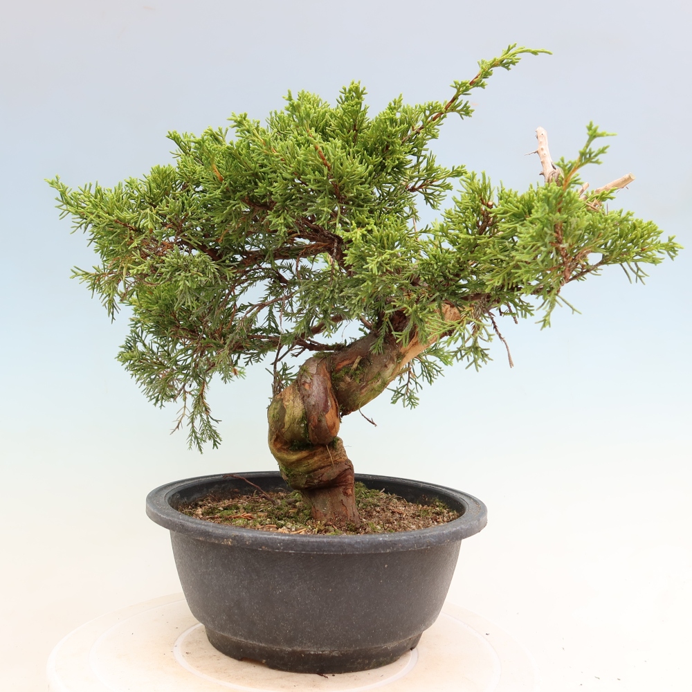 Bonsaï d'extérieur - Juniperus chinensis Itoigawa-Juniperus chinensis