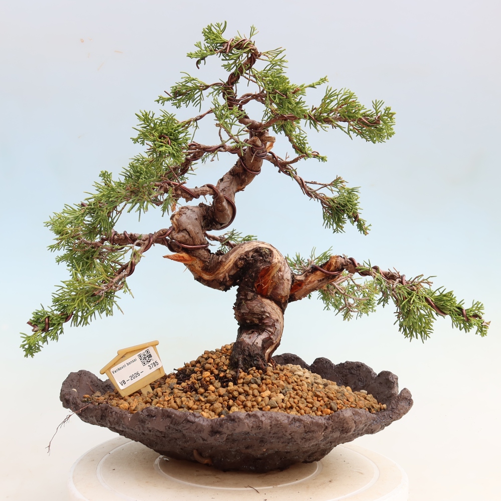 Bonsaï d'extérieur - Juniperus chinensis Itoigawa-Juniperus chinensis