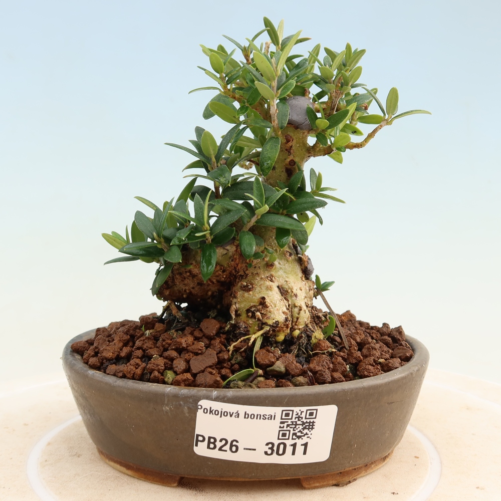 Bonsaï d'intérieur - Olea europaea sylvestris