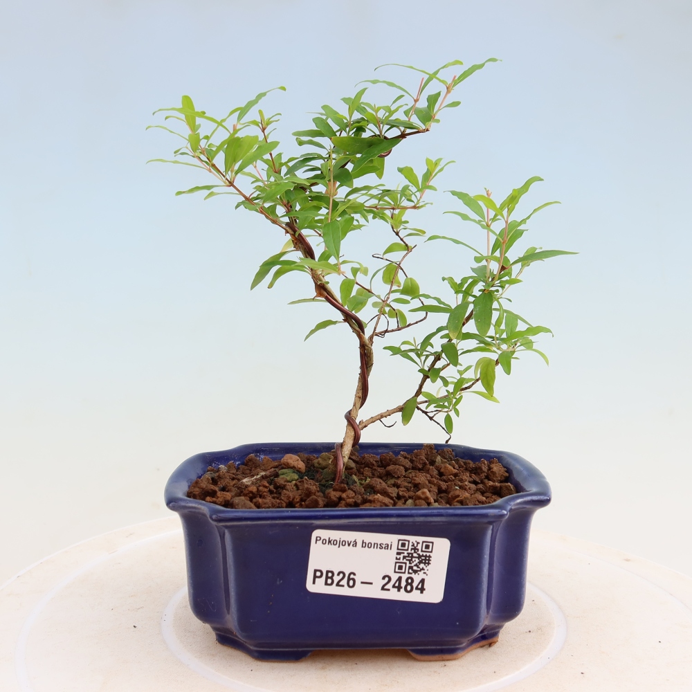 Bonsaï de chambre-PUNICA granatum nana-Pomme grenat