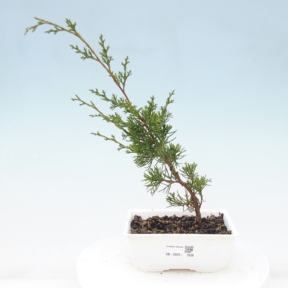 Bonsaï d'extérieur - Juniperus chinensis Itoigawa