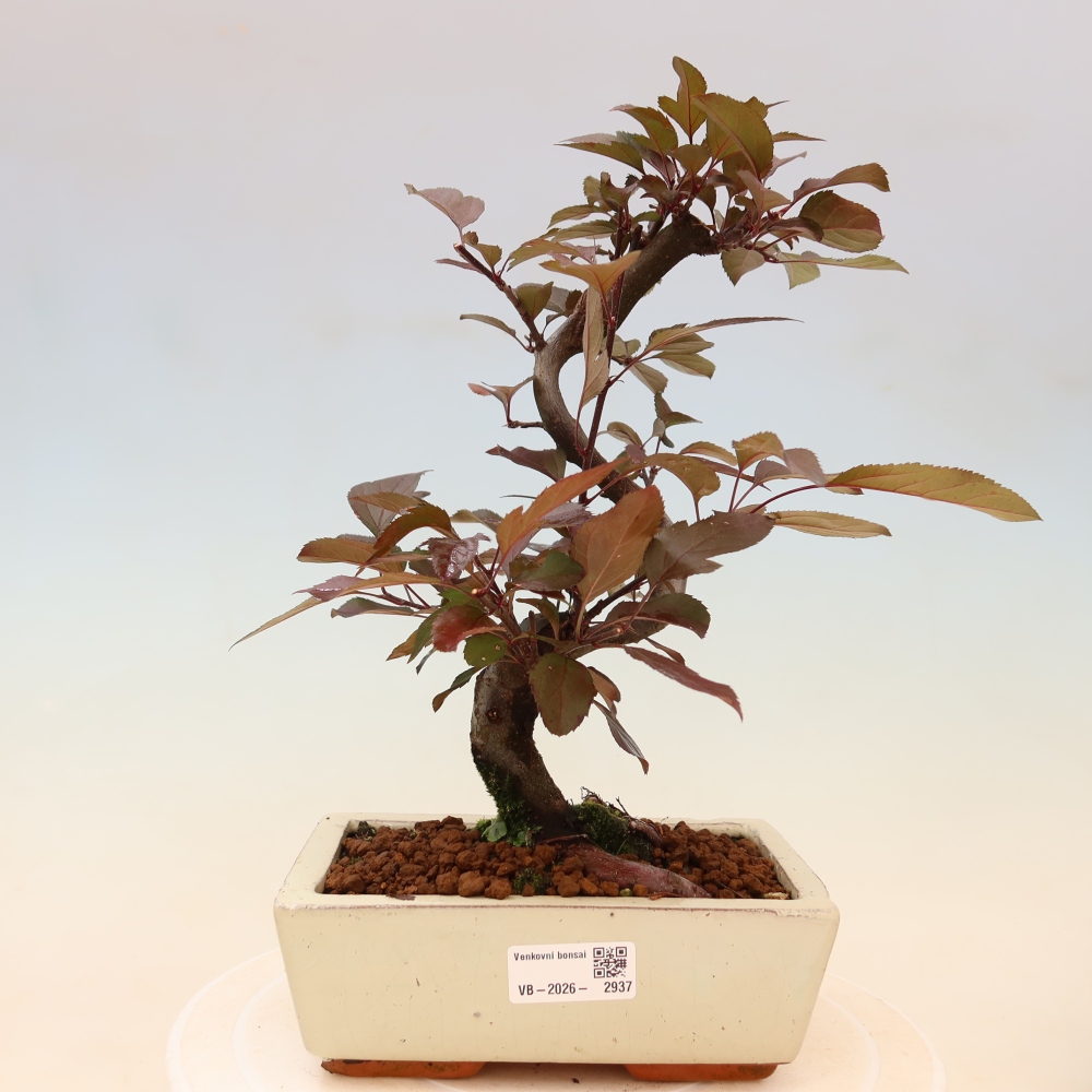 Bonsaï d'extérieur -Malus domestica - Pommier à petits fruits et à feuilles rouges