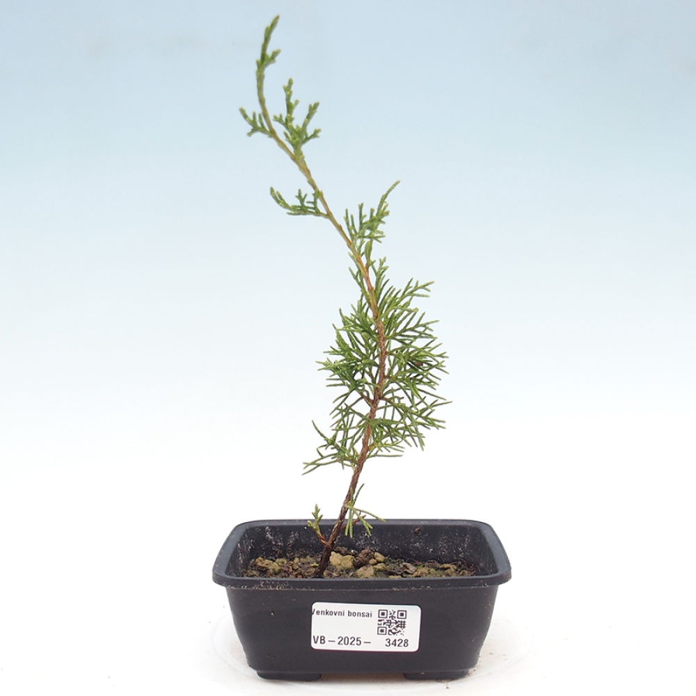 Bonsaï d'extérieur - Juniperus chinensis Itoigawa