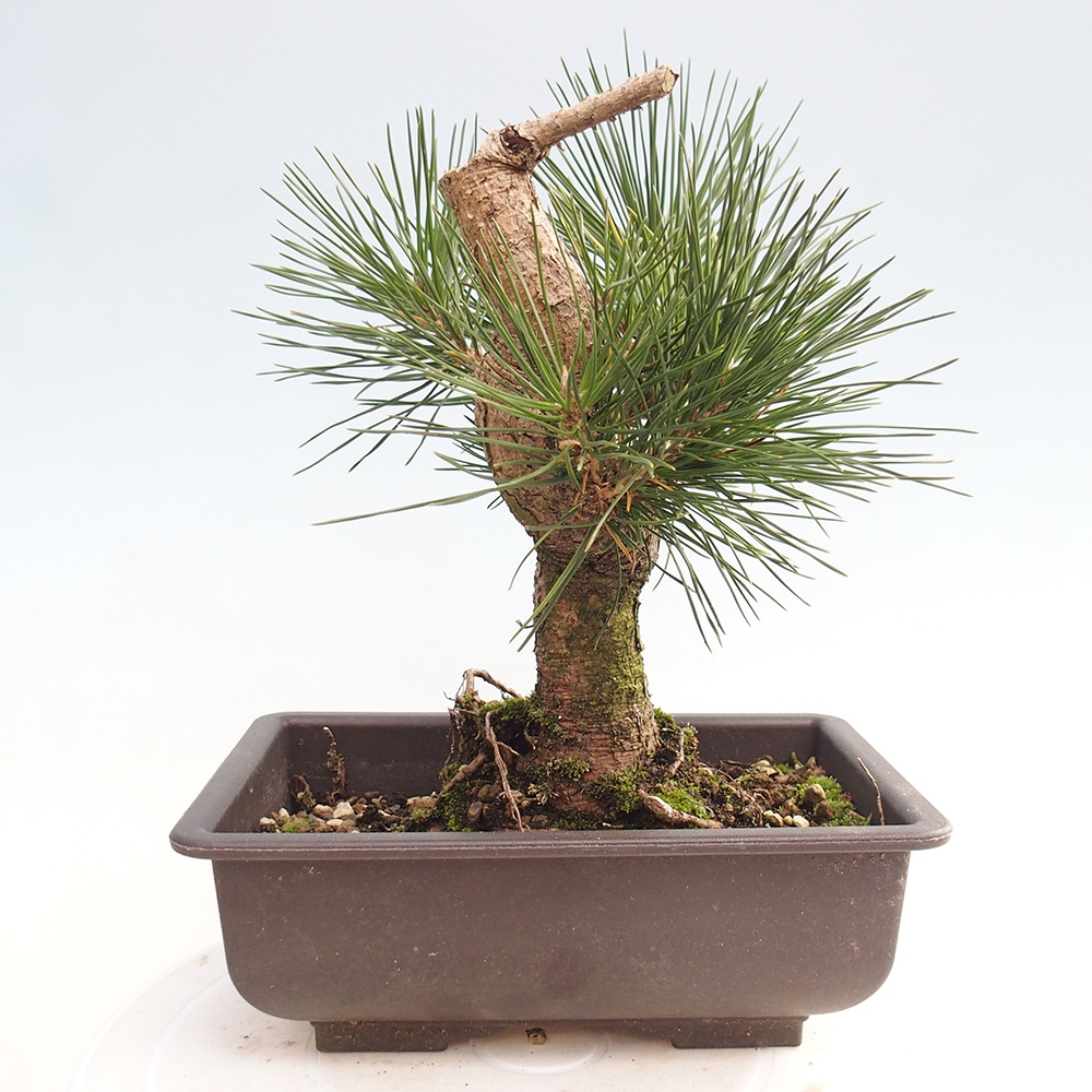 Bonsaï d'extérieur - Pinus thunbergii - Pin de Thunberg