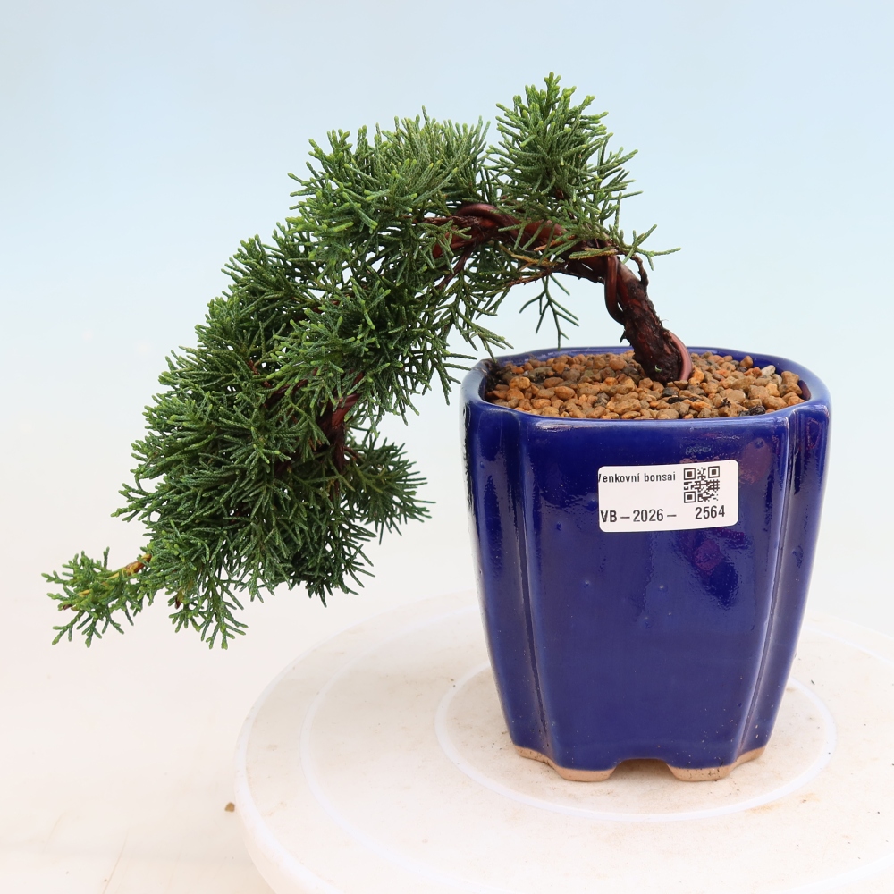 Bonsaï d'extérieur - Juniperus chinensis Kishu