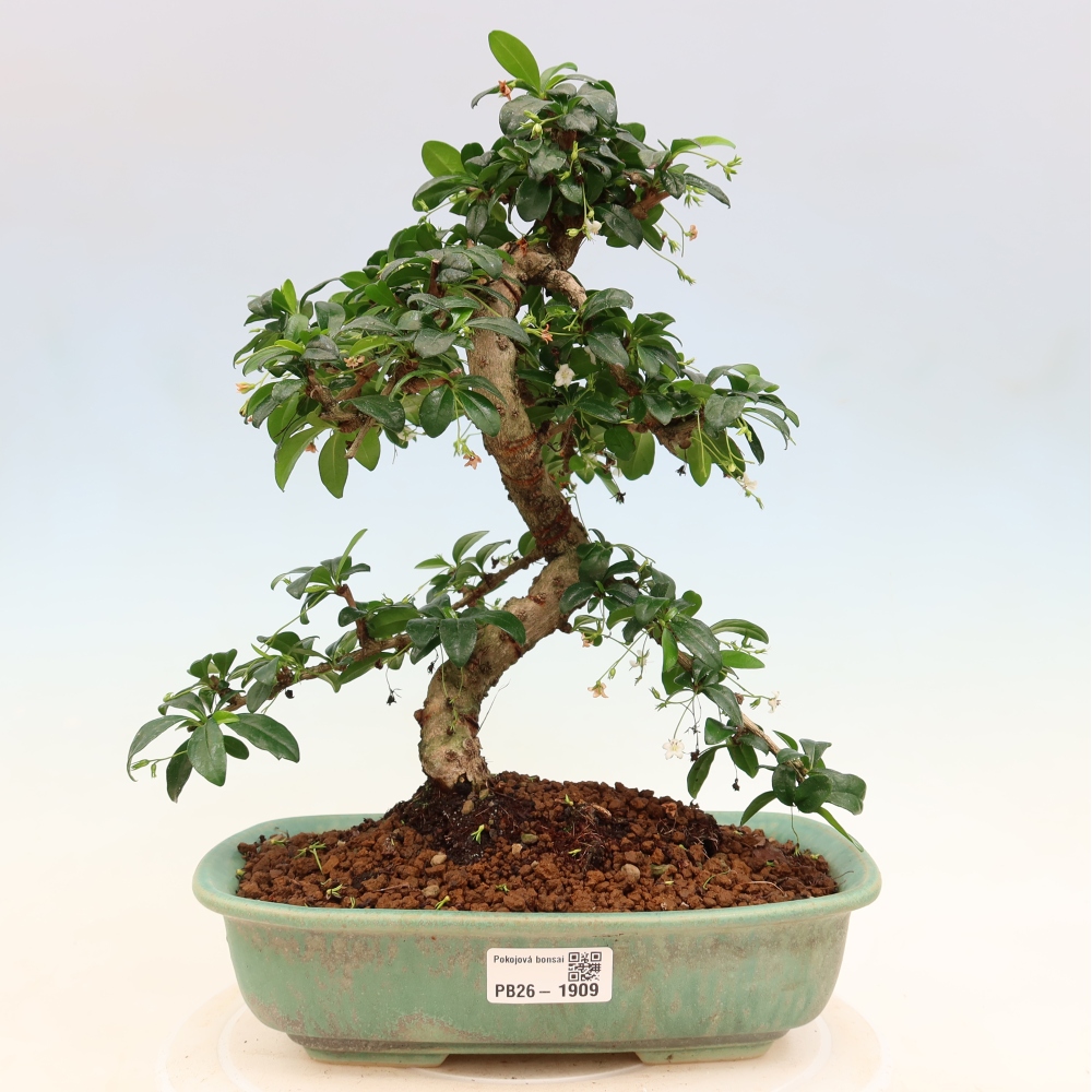 Bonsaï de chambre - Carmona macrophylla - Tea fuki