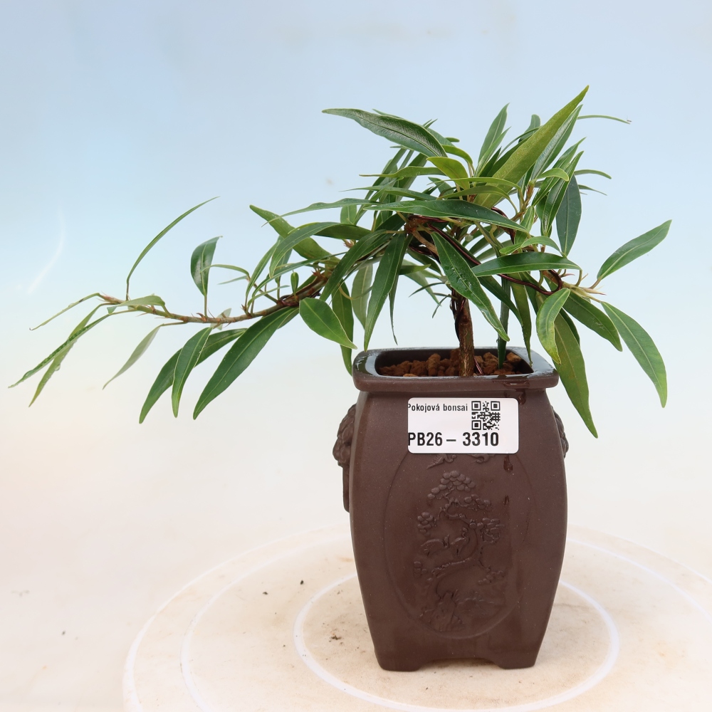 Salle bonsaï - Ficus nerifolia - ficus à petites feuilles